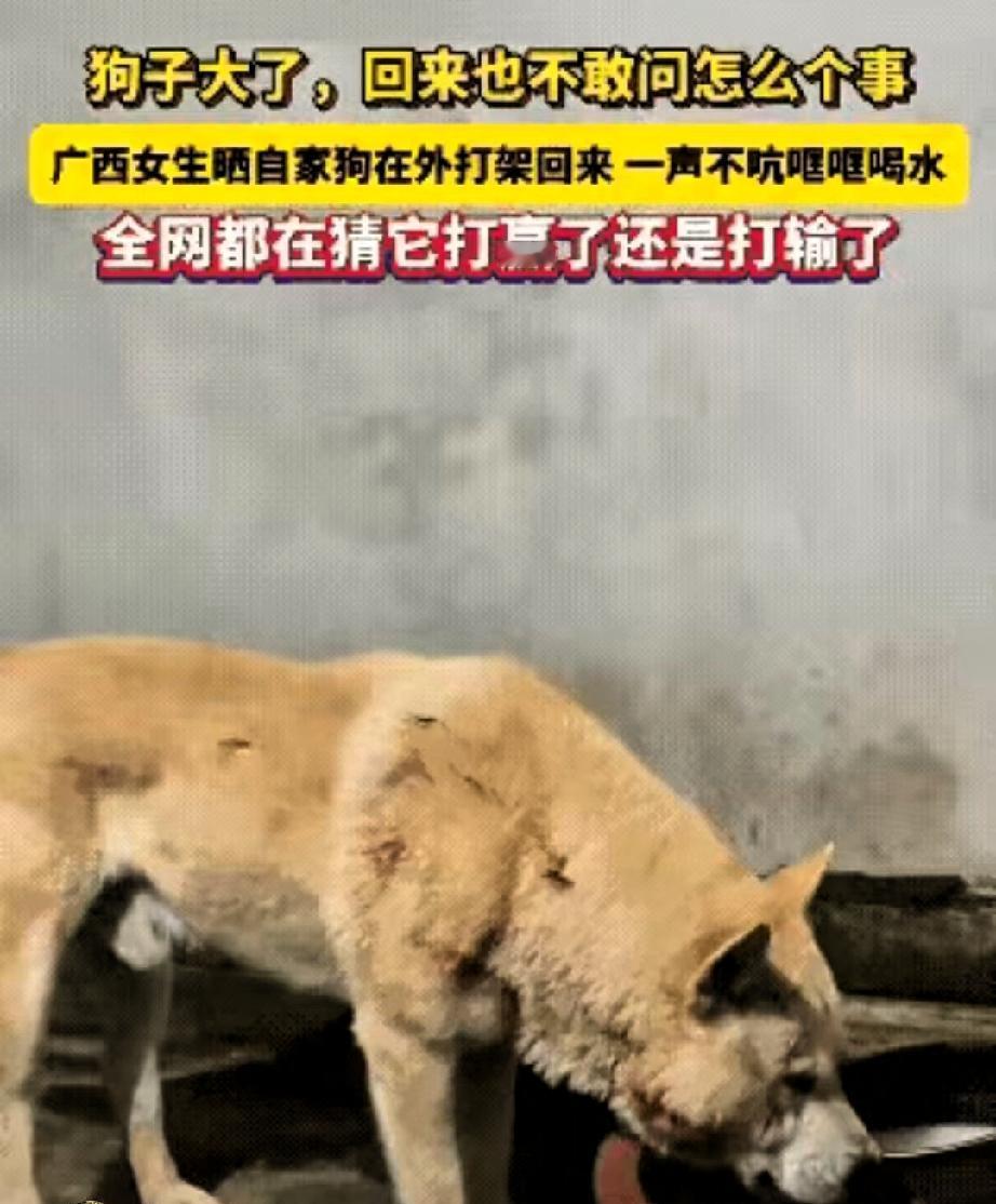“笑喷了！”广西一女生发视频晒自家狗子，说自家狗子在外打架回来，一声不吭哐哐喝水