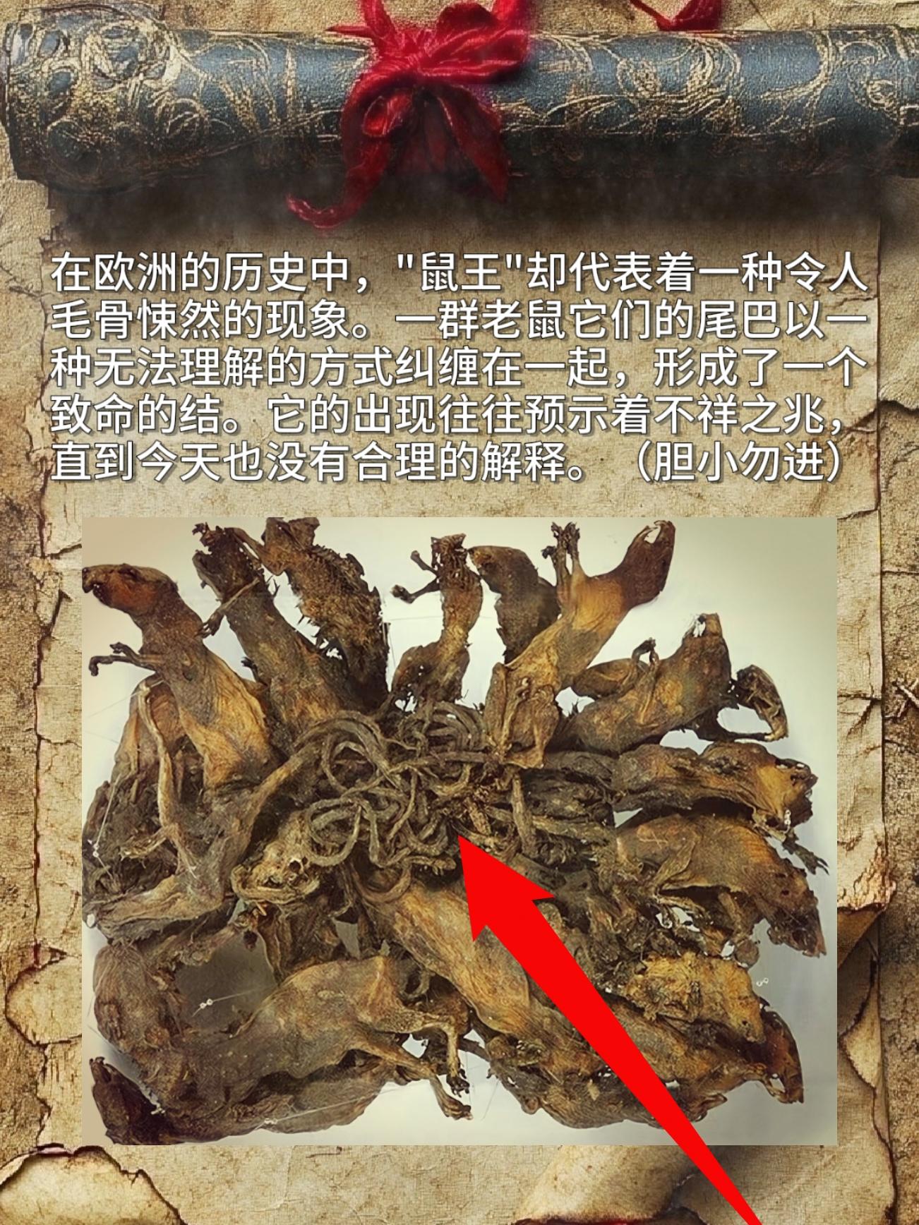 在欧洲历史中，'鼠王'是种特别让人毛骨悚然的现象——一群老鼠的尾巴会以...