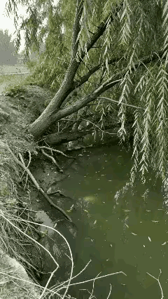 这条鱼跳到了树上，让人觉得有些很蹊跷，记得有一个成语叫缘木求鱼，古人之所以能够创