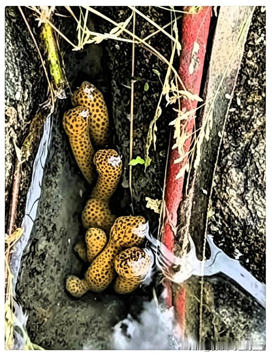 近日，广西梧州，一位村民去自家果园检查灌溉水渠时，没成想，居然在渠道底部一个石缝