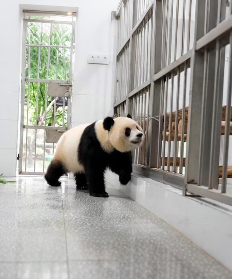 不行了不行了！渝爱今天又把我可爱到原地转圈！这世界上怎么会有这么萌的“爱狗狗”