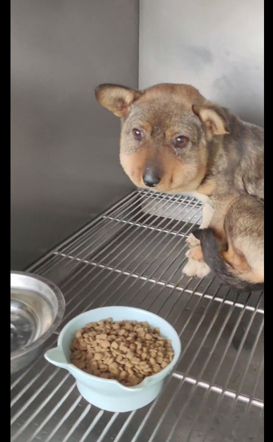 【被全网嘲笑的“蜜蜂小狗”，真相却令人心酸：它的头是被勒肿的！】今天要说的就是一