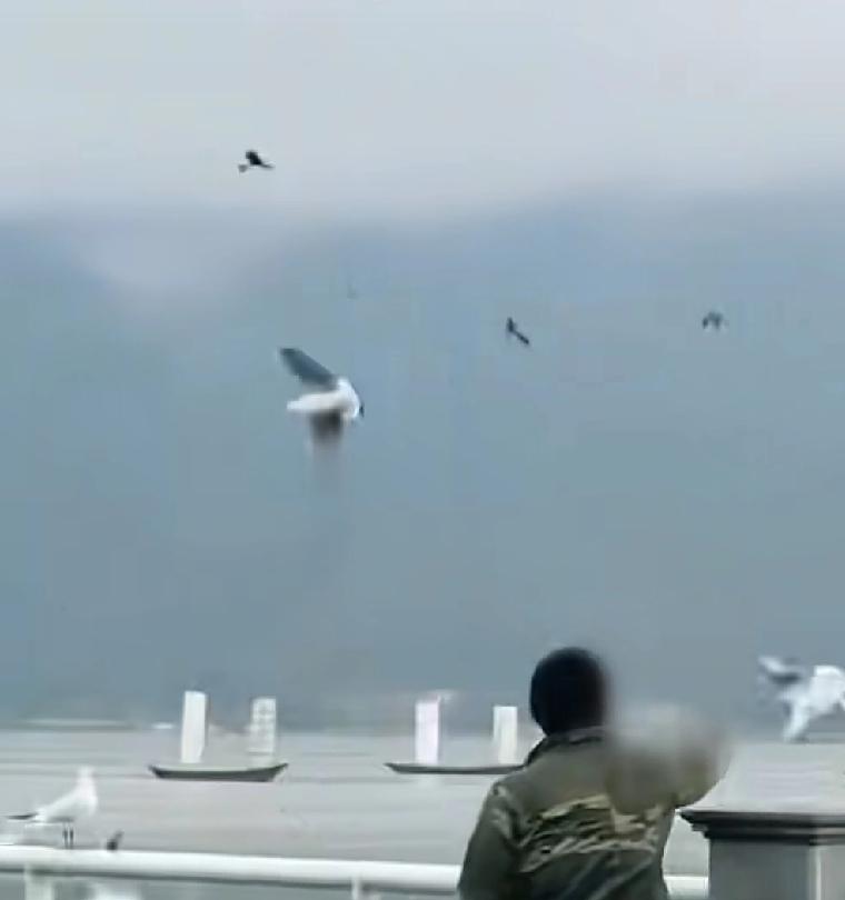 你就说这样的人可恶不可恶云南昆明滇池边很多人都在欣赏海鸥和远处的风景可就是有