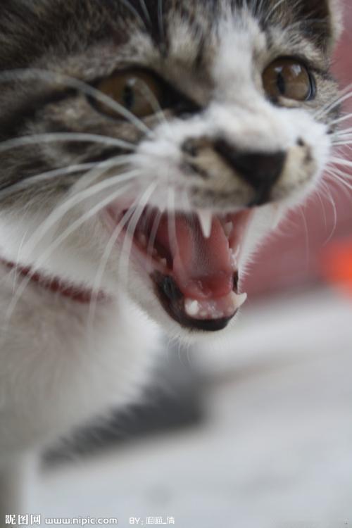 刷到一篇女子买猫粮回来，准备分给家中的数只猫。不料刚打开装猫粮的袋子，这些平时温