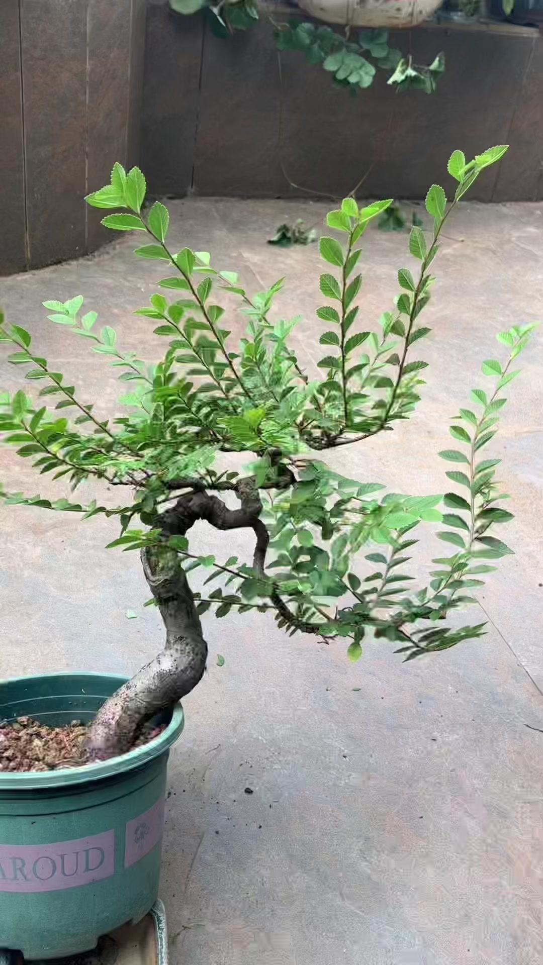 榆树盆景修剪,避免剪成败家子!🌿新手修剪榆树盆景总踩坑?记住这几点,比柴火还丑