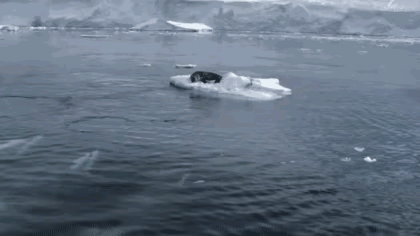 虎鲸组团攻击浮冰上的海豹，体现了虎鲸高超的智商和协同作战能力，本来海豹是趴在浮冰