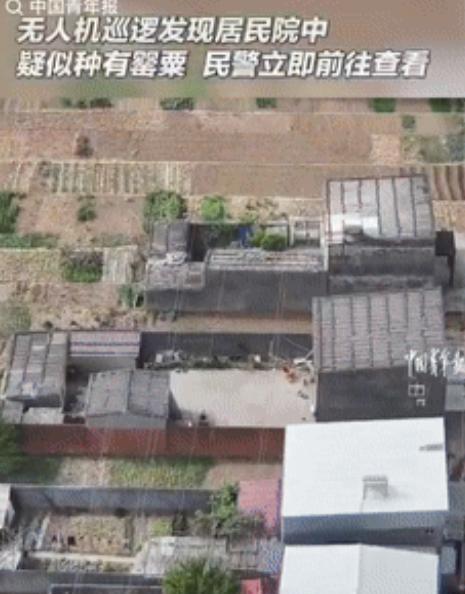 “你大爷永远是你大爷！”近日湖北襄阳，无人机在巡逻时，突然发现一居民家的院子种植