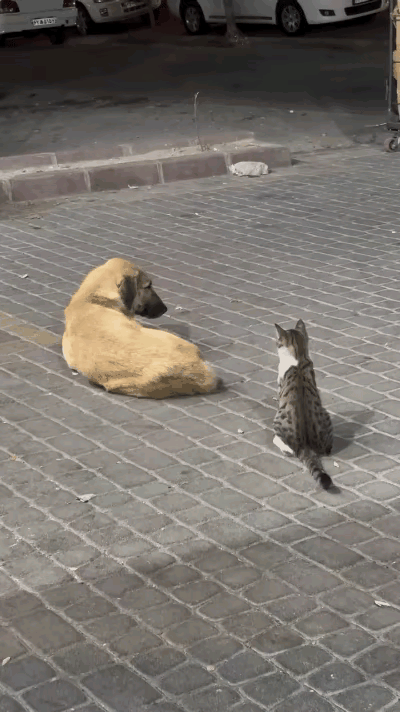 谁懂啊！猫狗在一起真的能笑死人！大黄狗安安静静趴着歇
