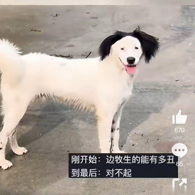 女生分享自家小狗因为太丑卖不出去这只被调侃为“世界上倒数第一漂亮”的小狗，因为长
