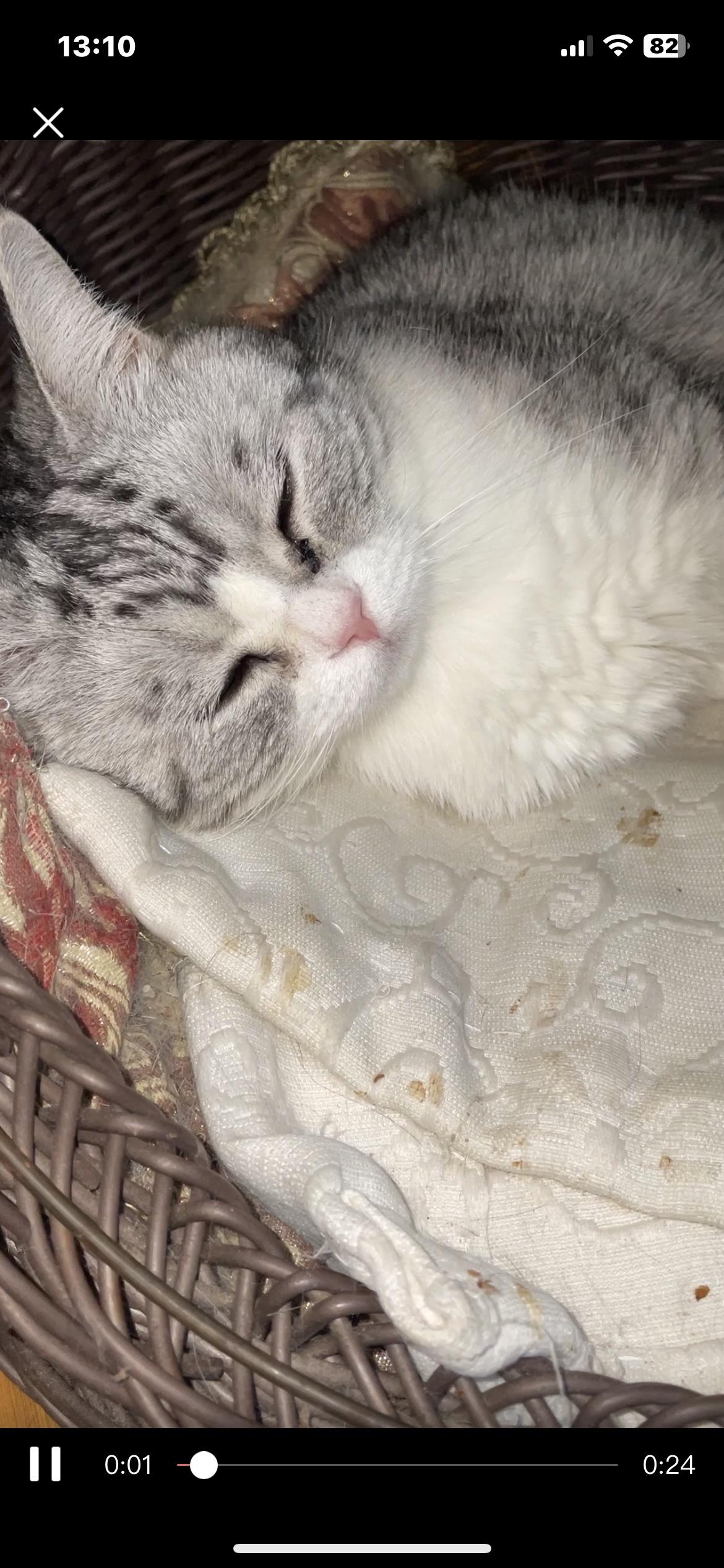 就在几天前的晚上7点左右,南瓜突然喵喵叫个不停,还在窝里翻来覆去。它的四个爪子冰