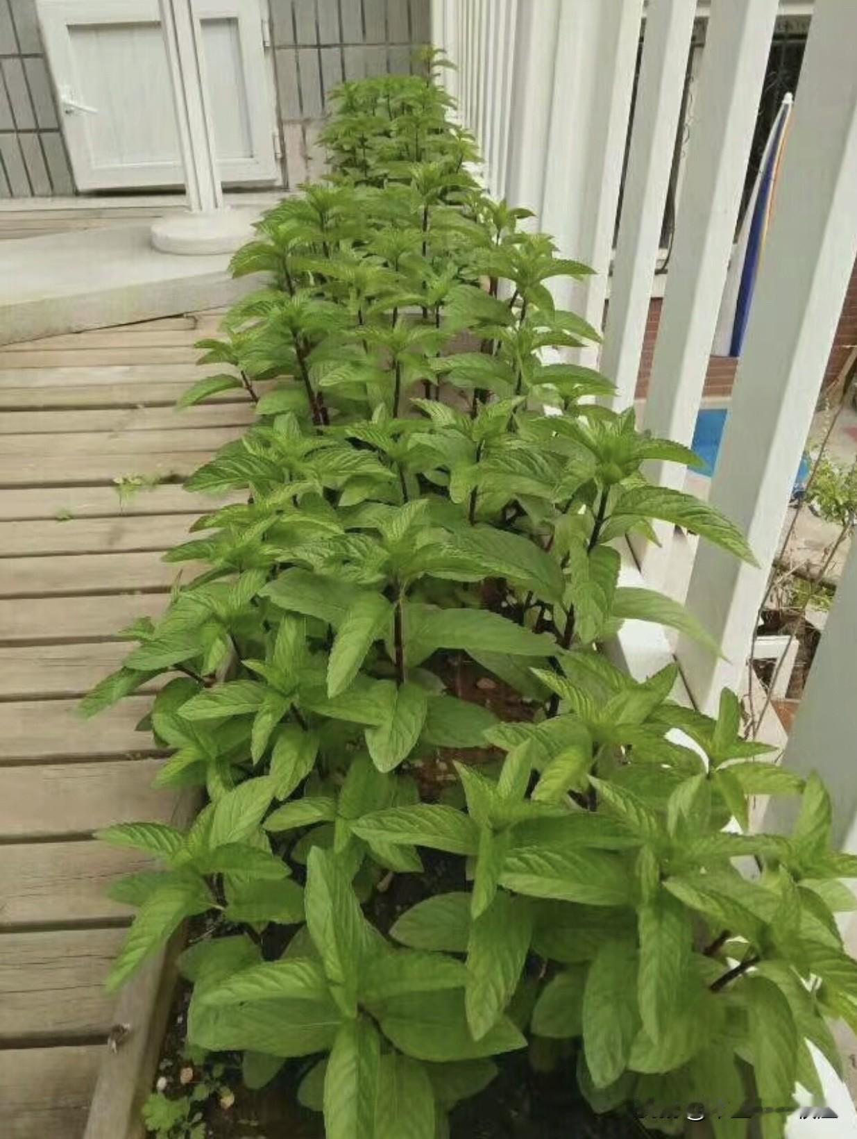 知道这是什么东西吗？薄荷我家小菜园不大，却种了很多乱七八糟的东西，其