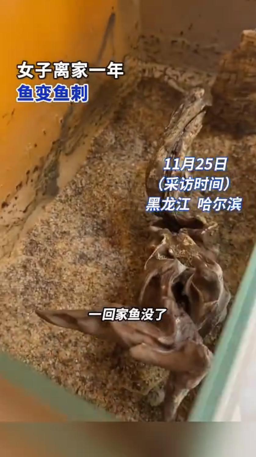 黑龙江哈尔滨的李女士最近因为一段视频在网上火了，视频内容说的是她离家许久，家里养