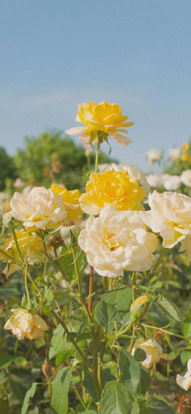 我老公跑网约车，半夜2点半爬起来接了个900块的单，700多公里呢，一脚油门踩到