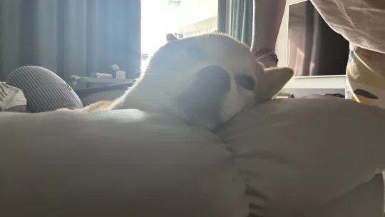 早上好啊懒狗