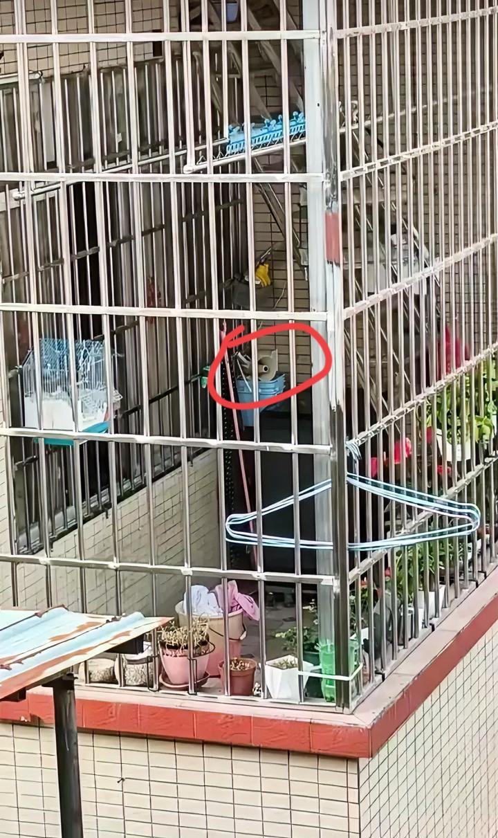 邻居养狗，狗活着的时候扰民，狗没了更扰民。近期一网友邻居家的狗死了，疑似被下毒