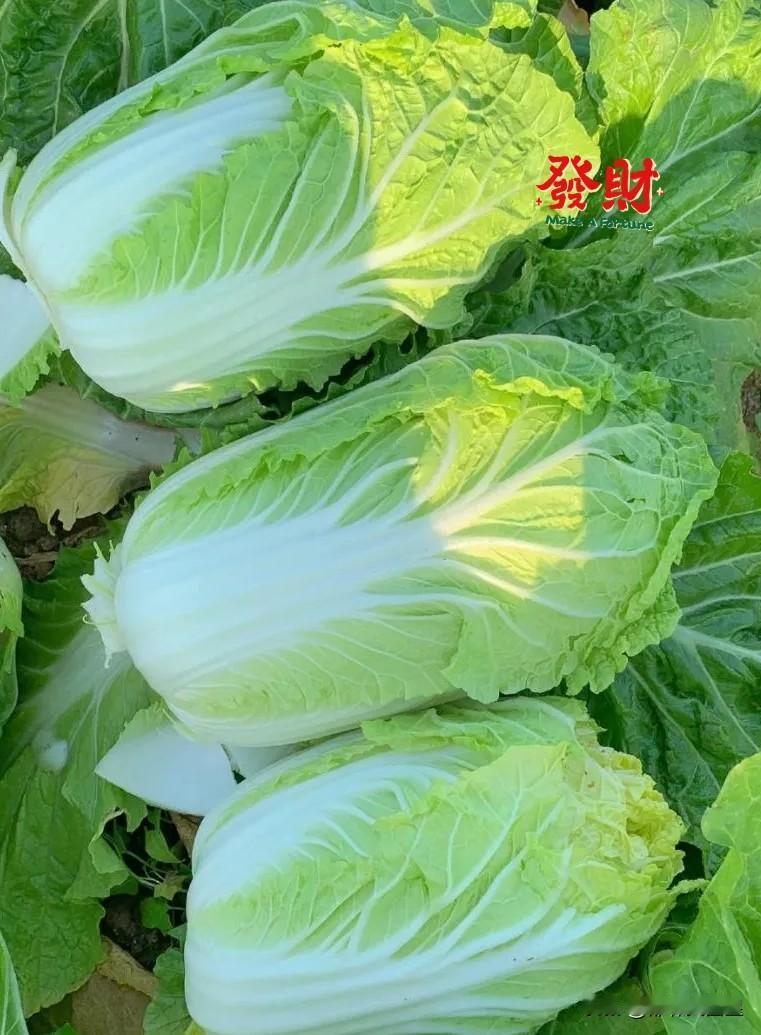 我估摸，从明年起，会有不少养鸡养猪的转行去种菜！今年以来，猪肉和鸡蛋的价格持续