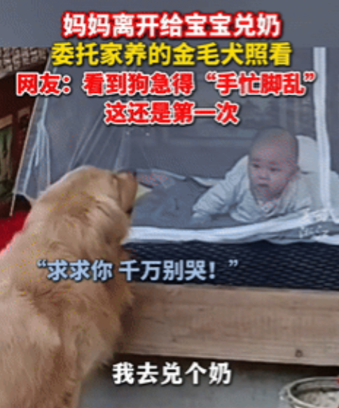 “胆子真大！”广东，女子离开给婴儿冲奶粉，让大狗帮忙照看！不料，女子才刚离开，婴