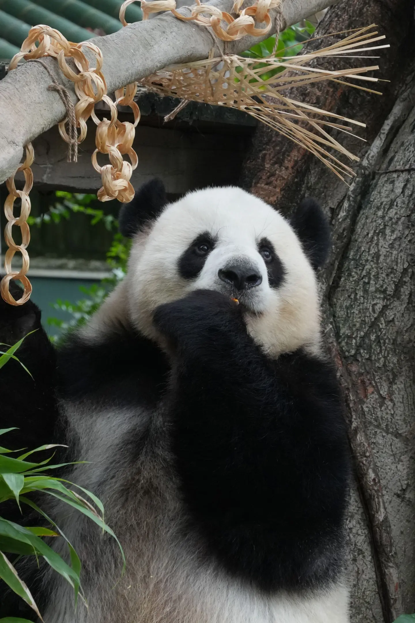 喜欢哪一只熊猫、哪一只动物，就多去看看。不留那么多的遗憾。