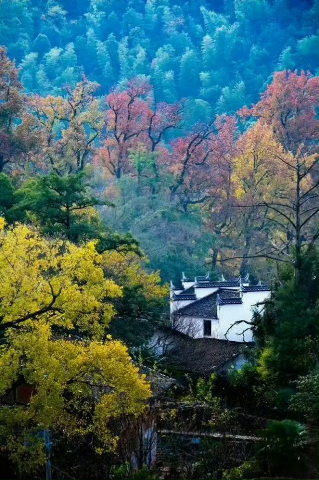 婺源，这个“中国最美的乡村”，一到秋天，就美成了童话。​​​​