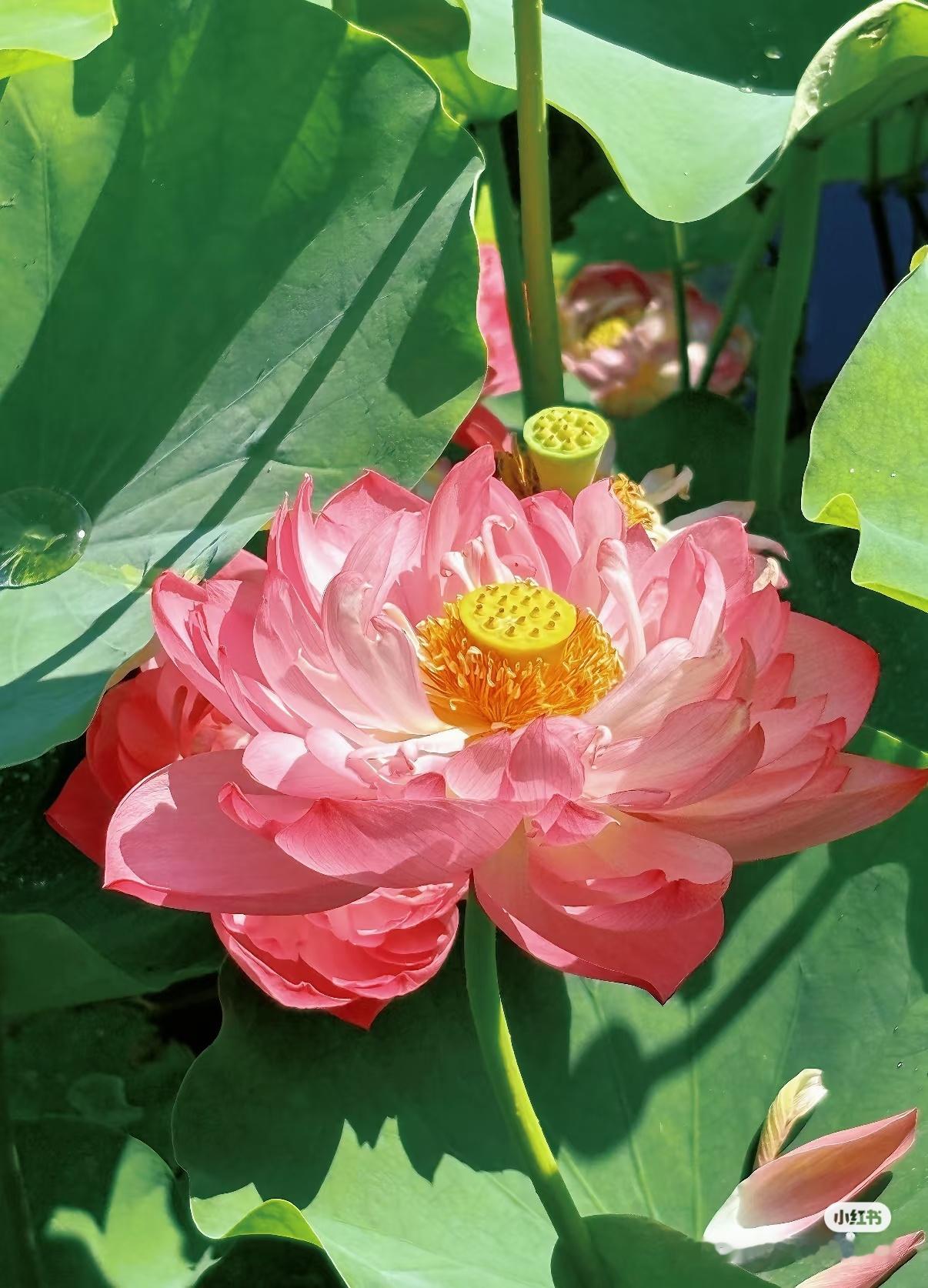 荷花种植方法一、选购荷花种子或幼苗，可选择已经培育好的幼苗或工程上常用的主藕繁殖