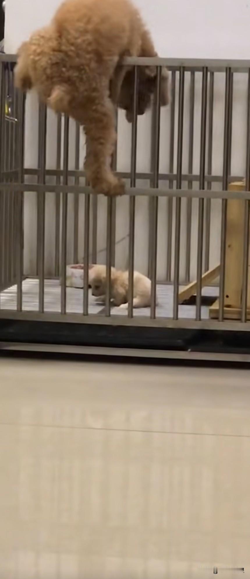 狗狗被关在铁栏杆里，主人打算把它卖掉。狗妈妈趁主人不在，偷偷趴到栏杆边翻进去将小