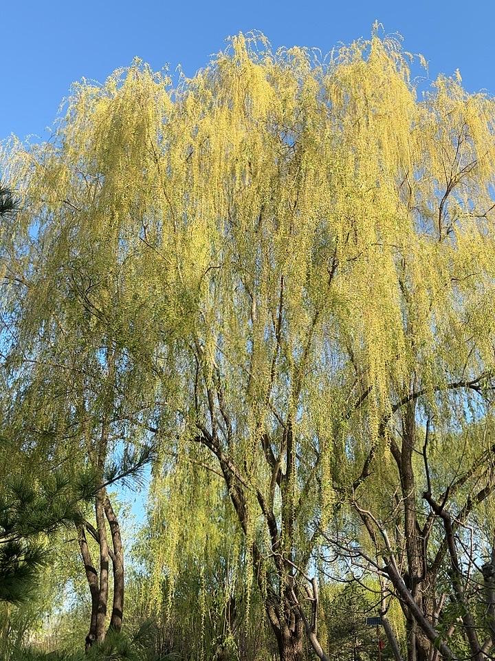 踏莎行•郊溪春晓文//熏墨软柳垂烟，轻云笼雾；溪光漾影春山暮。芳蹊落蕊