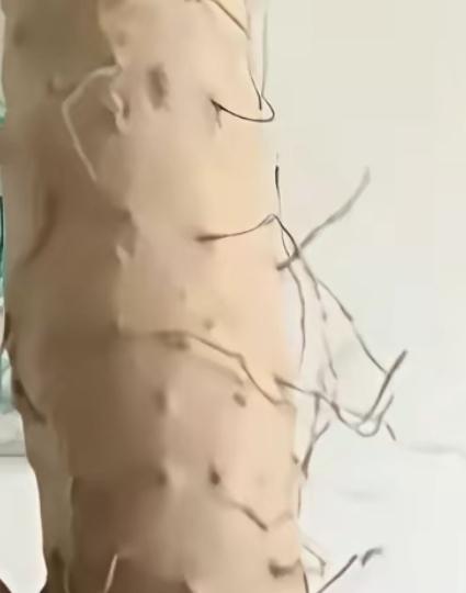 家人们，姐姐们早晨好，现在早晨6点了，昨天你们ZJ刷到那个山药的瓜了吗？真是让人