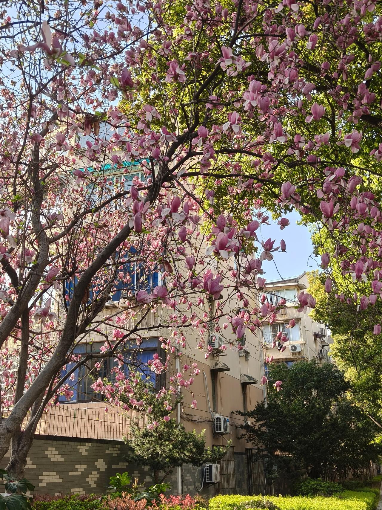 宋词里的春天满眼温柔，清景无限。而南宋词人赵师侠的这阕《行香子·春日迟迟》，