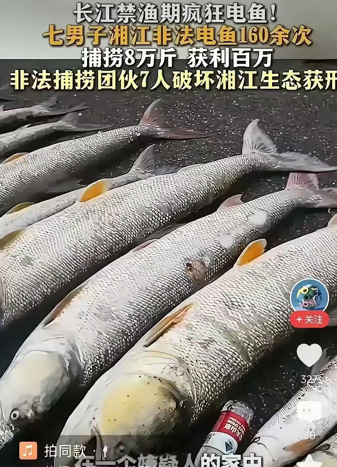 7个人开着改装铁壳船，夜里溜进湘江衡阳段，把发电机往水里一插，电流一过，鱼翻肚就