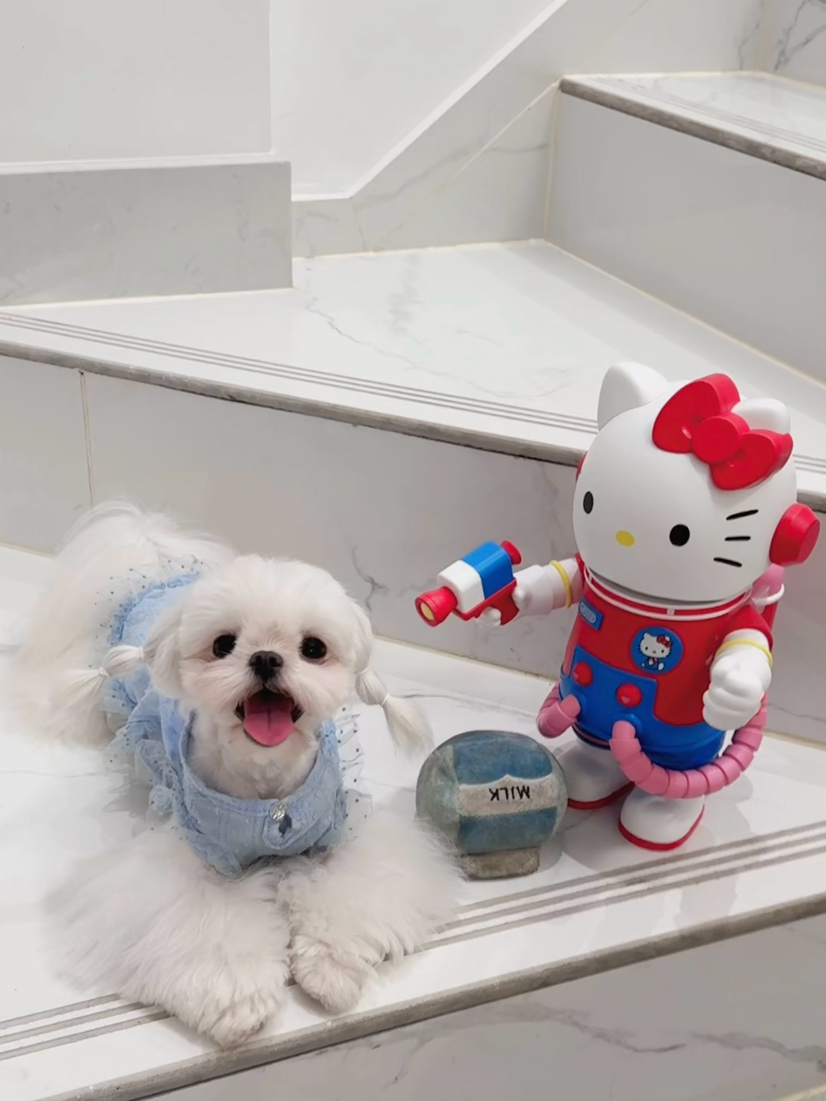 我拥有了小狗便成了世界上最不怕孤独的人​​​