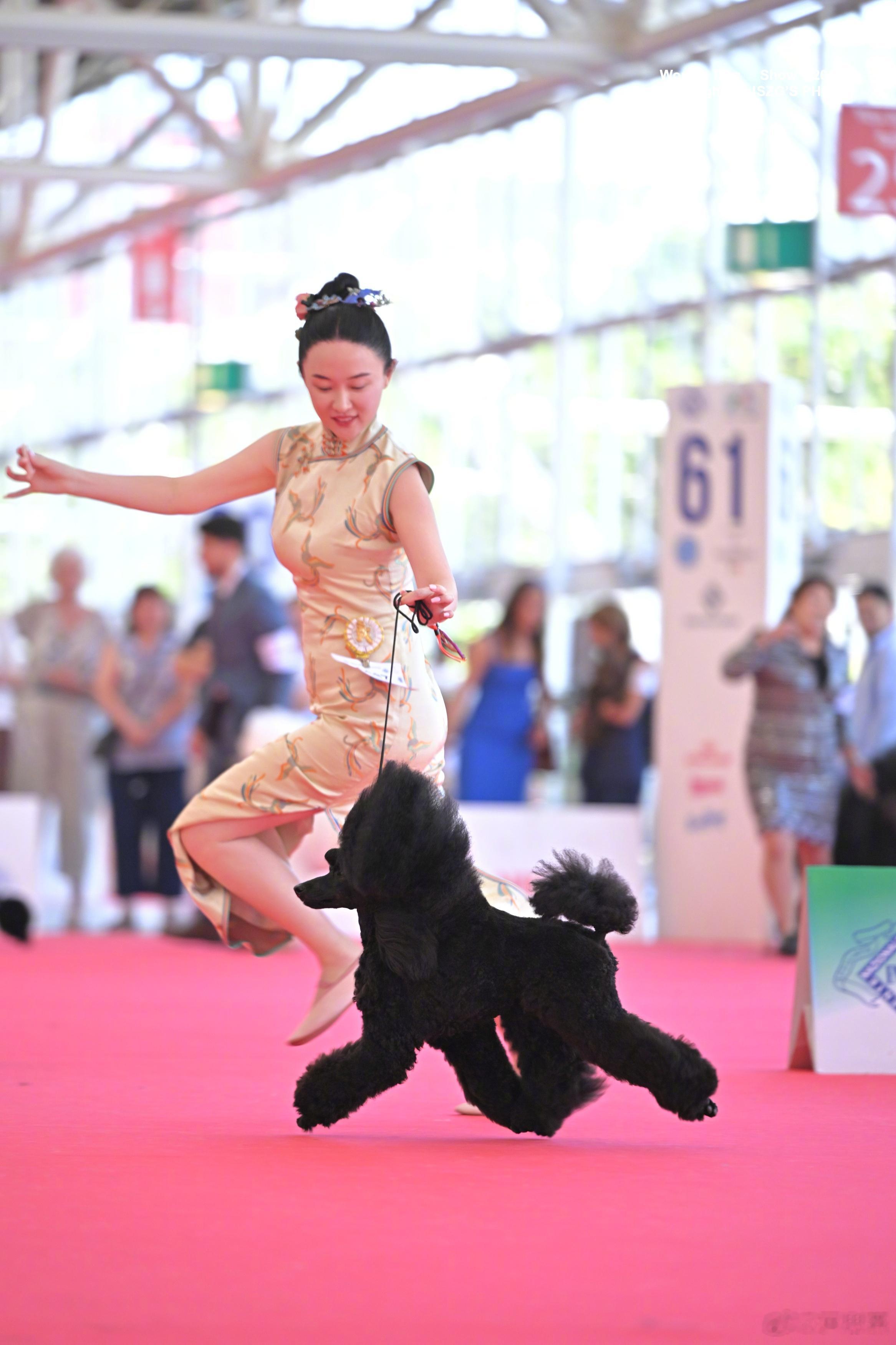 霍思燕爱犬在意大利夺冠霍思燕爱犬在意大利夺冠，霍蜜蜡真是太争气啦！