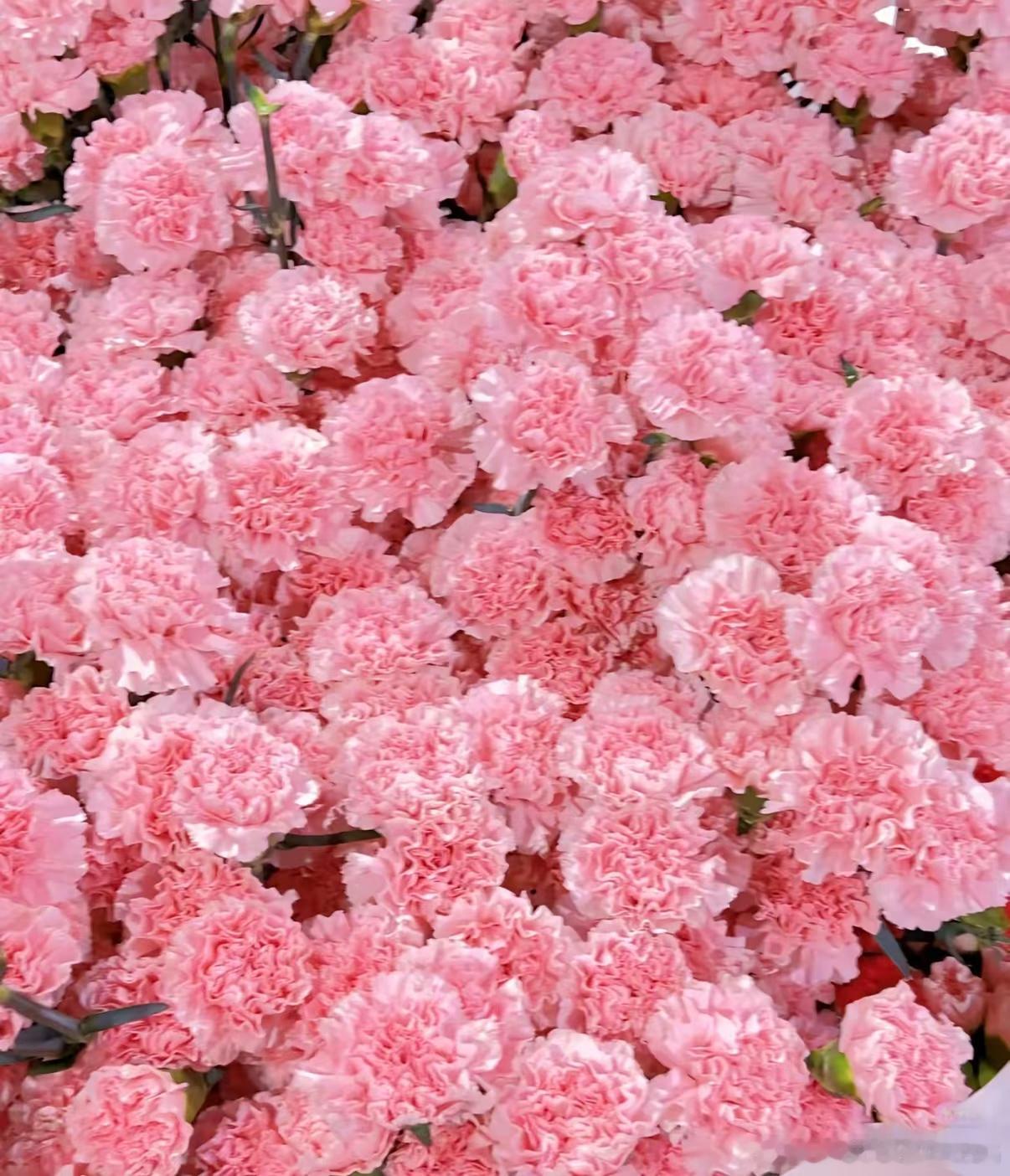 康乃馨的种植方法：1.栽培方式：泥炭土+珍珠岩+椰糠，疏松透气排水微碱性土壤；