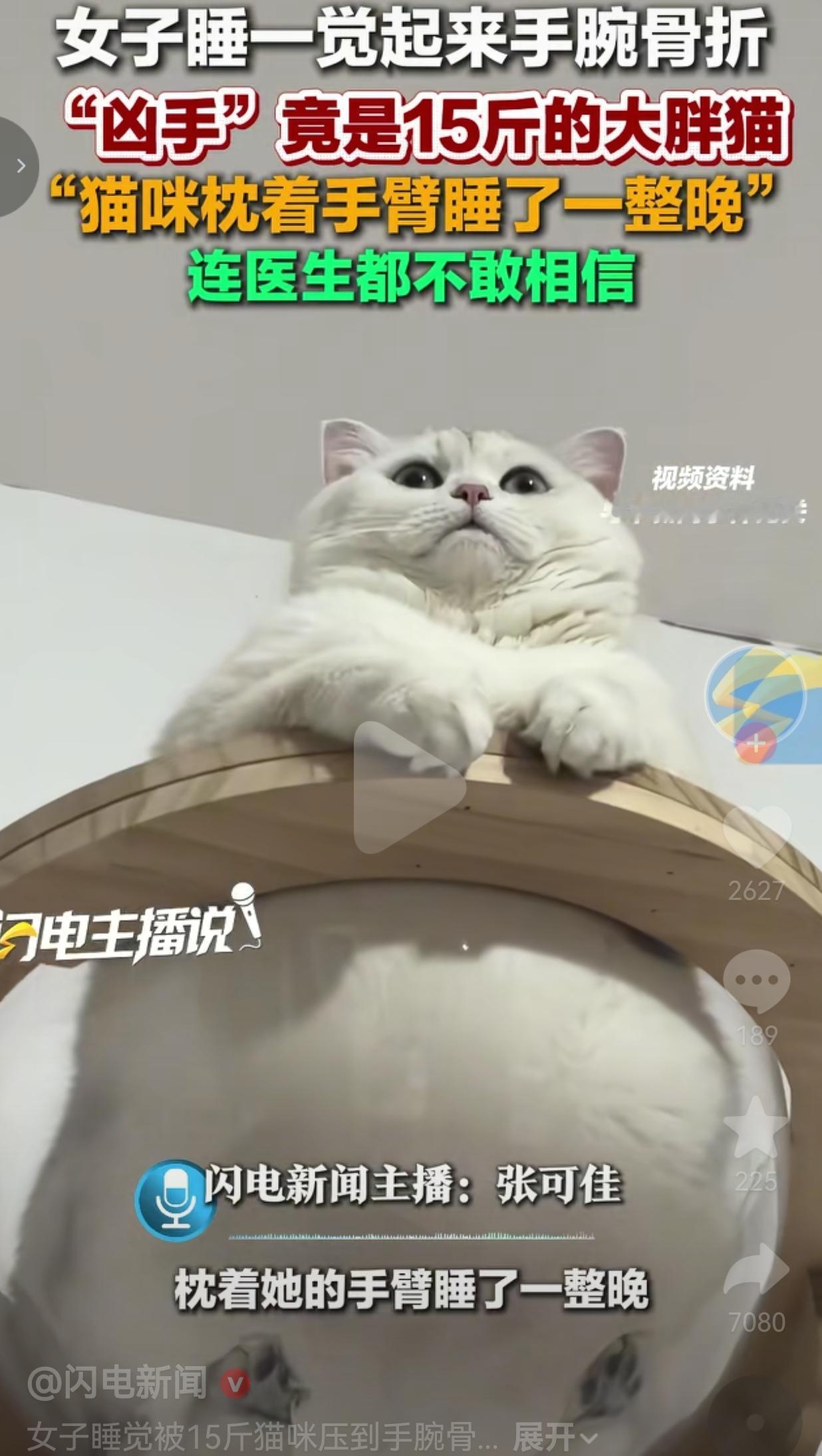 笑疯又心疼！女子睡一觉手腕直接骨折，“凶手”竟是15斤大胖猫！医生都看傻了！