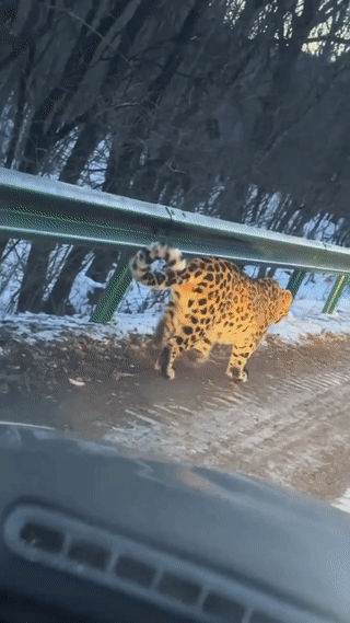 吉林男子开车在公路上意外偶遇到了一只野生东北豹？当时这只豹子并没有袭击男子，而