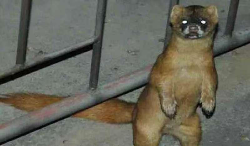 若野外碰见黄鼠狼讨封：你看我像人还是像神？不能说“像神”！只回3个字可化解