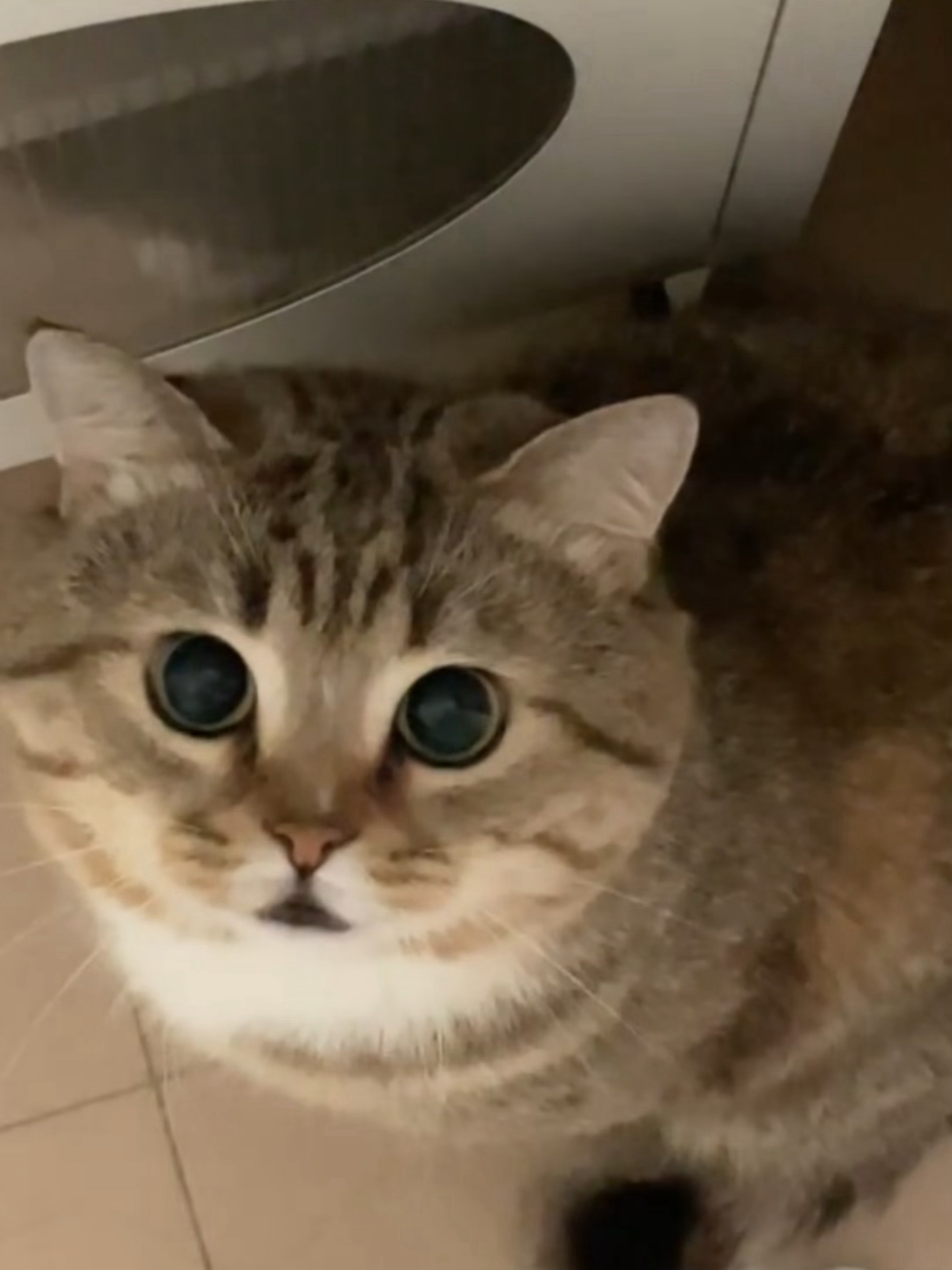 太可怕了你们知道吗猫瞳孔突然放大就是要攻击人了
