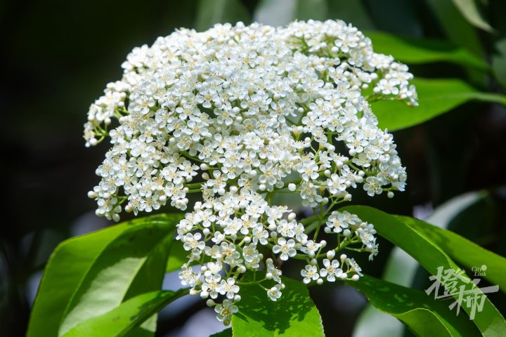 “空气里都是臭臭的”, 左右为“楠”的季节又到了, 不少人嫌弃的它却是绿化带“性价比之王”