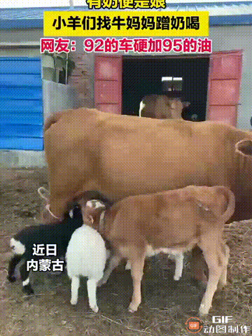 内蒙古一处农场内，牛和羊都被主人关在一起圈养，小羊们感到肚子饿的时候，就会直接跑