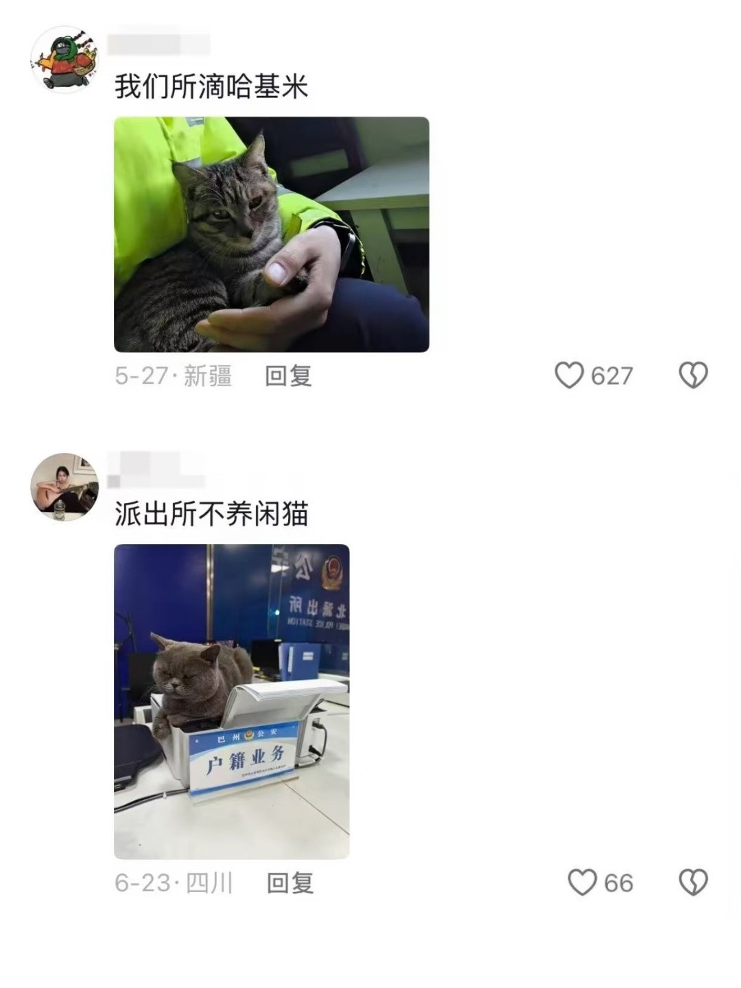 怎么你们的单位里都有猫！