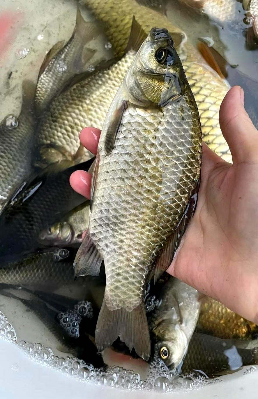 你家钓鱼佬是不是也这样？凌晨五点，闹钟都还没响，人已经穿戴整齐了。就因为发现