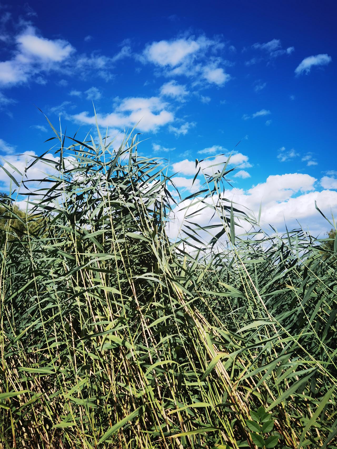 渠边一丛芦苇长势勇猛异常看着顶到天上云朵都在半腰蓝天白云真美芦苇也不示