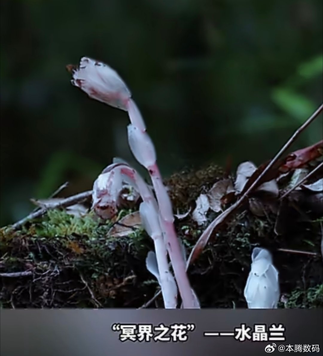 机器狗第一次进哀牢山就拍到冥界之花哀牢山复杂地形让每次深入探索充满挑战，但也正