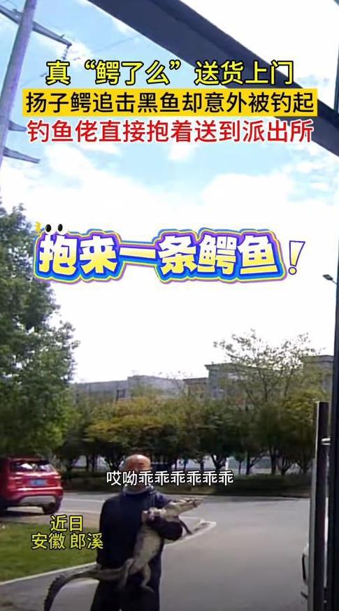 “笑麻了！”近日，安徽宣城，一男子在河边钓黑鱼，不料，就在鱼要上钩时，一条扬子鳄