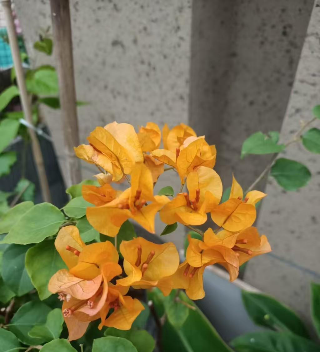 没钱没权，回娘家的路不好走。今天早上家族群弹出消息，长辈通知冬至聚会，有空的