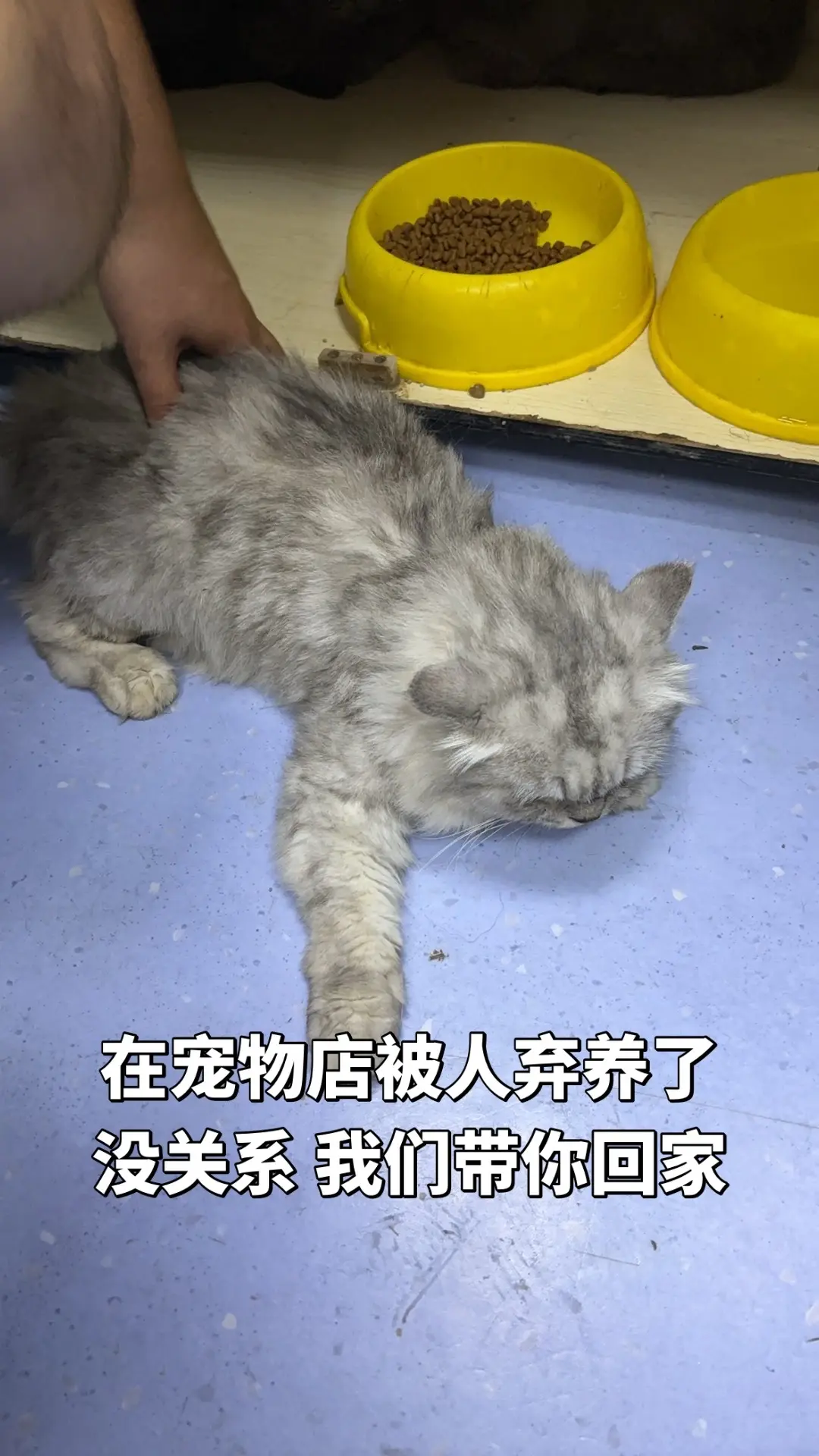 猫咪成长变化 拯救猫咪行动 可爱猫咪