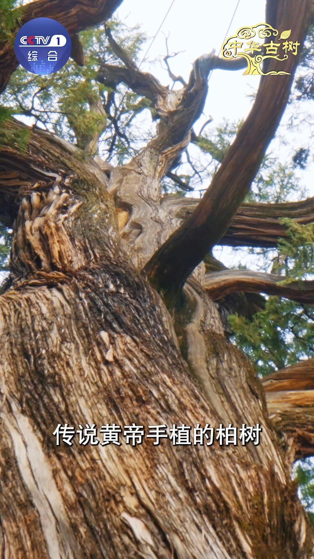 跨越千年的植树接力中国人爱种树已刻进DNA千年植树传承不停歇，人人都愿意为添