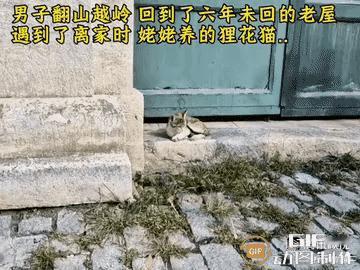 泪目了！一位老奶奶养了一只猫咪，一直对它非常宠爱，可后来老奶奶不幸离世，这只猫咪