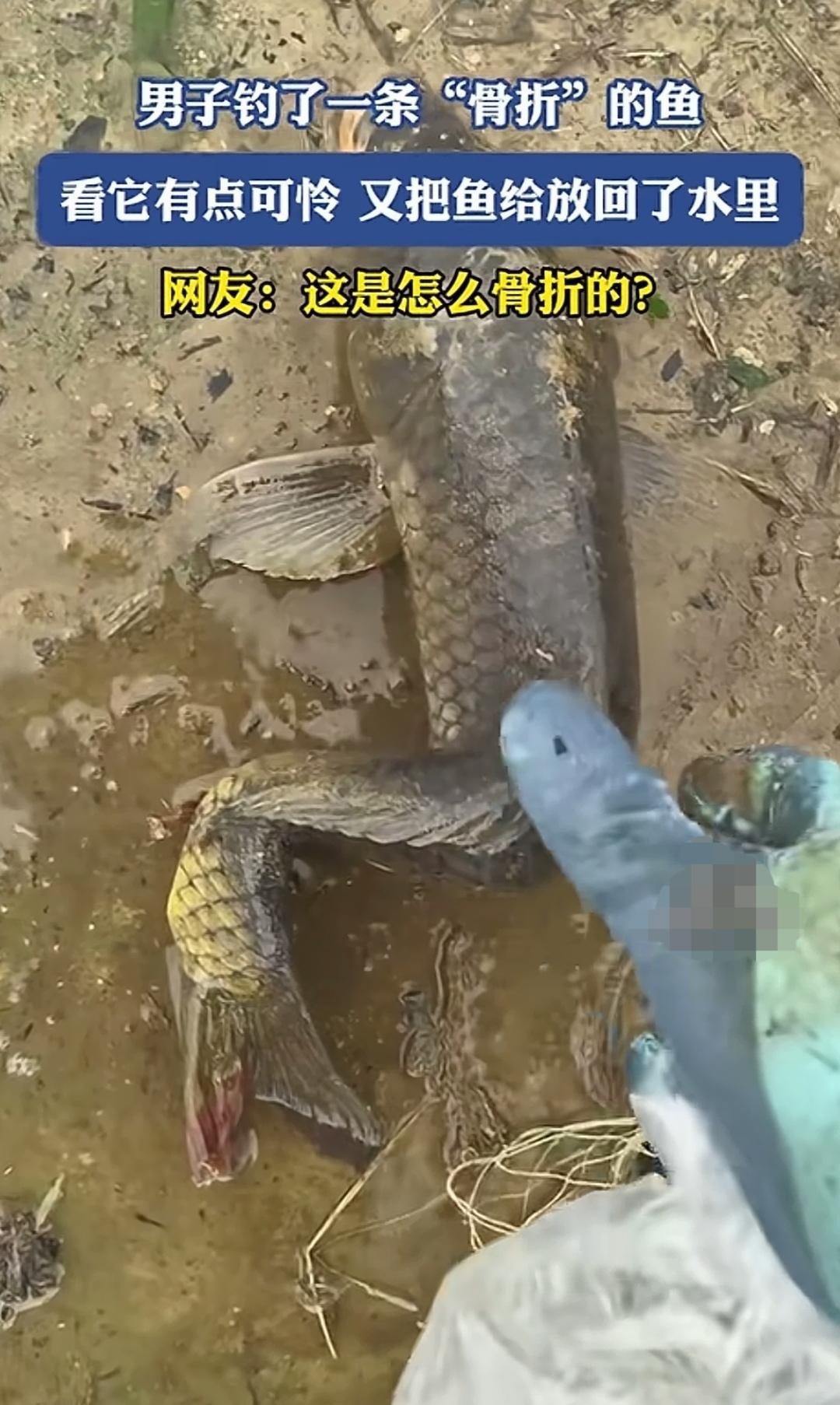 钓到“折腰”怪鱼，这鱼啥情况，能吃吗？钓友外出钓鱼时，竟钓到一条模样怪异的鱼。