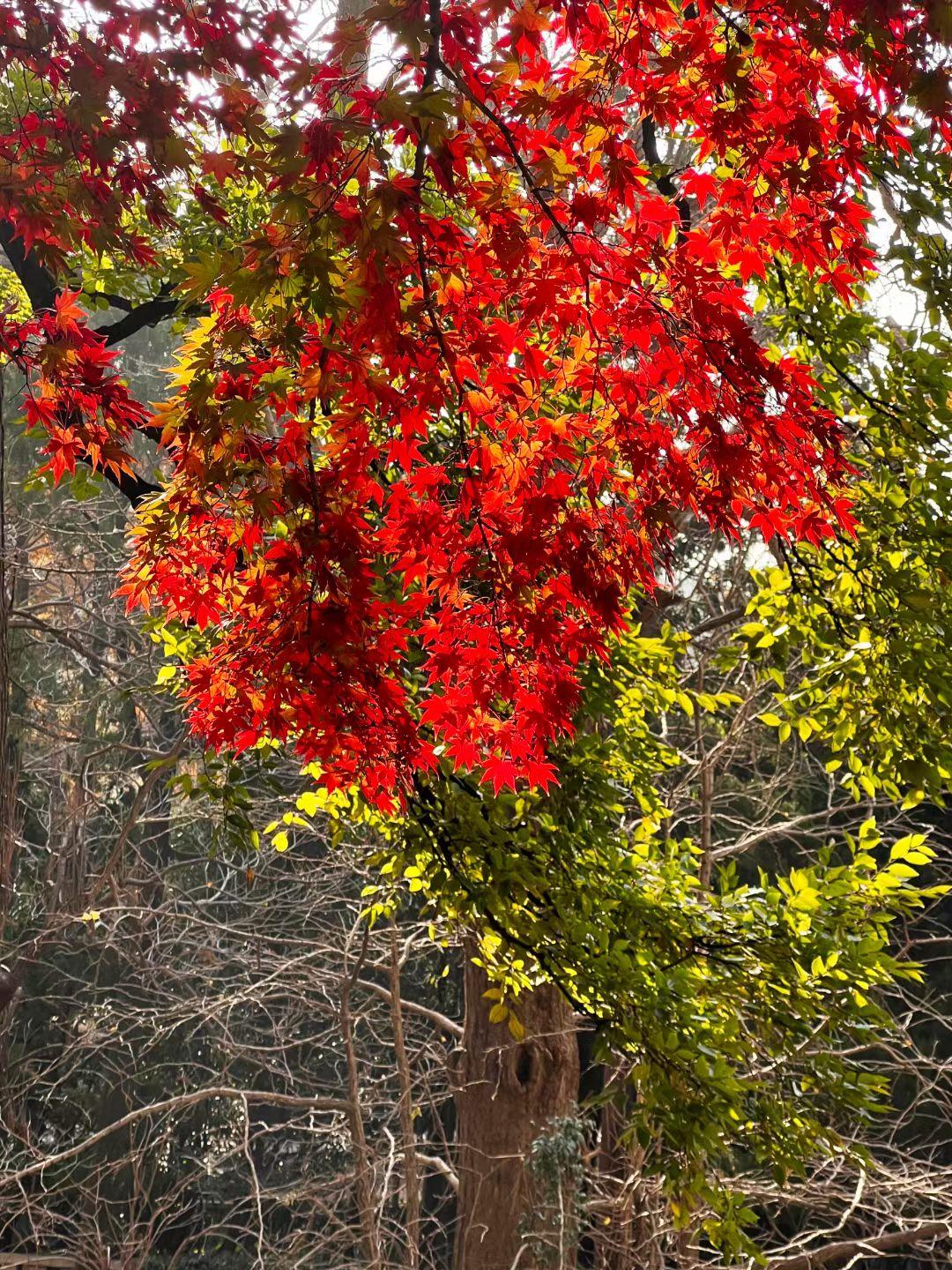今天，儿子又提出让我过去帮他们带孩子，我不知道该不该去。虽然我早已退休，但老