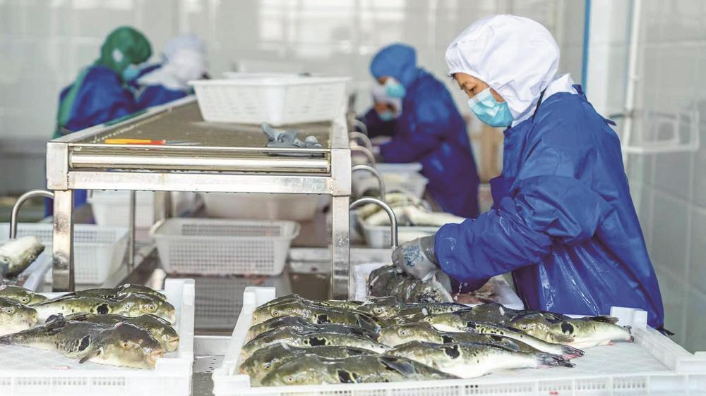 一条河豚“游”出全产业链